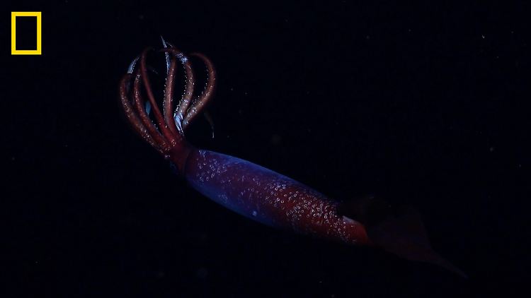 Forschungsteam gelingt erste Aufnahme von Antarktis-Kalmar