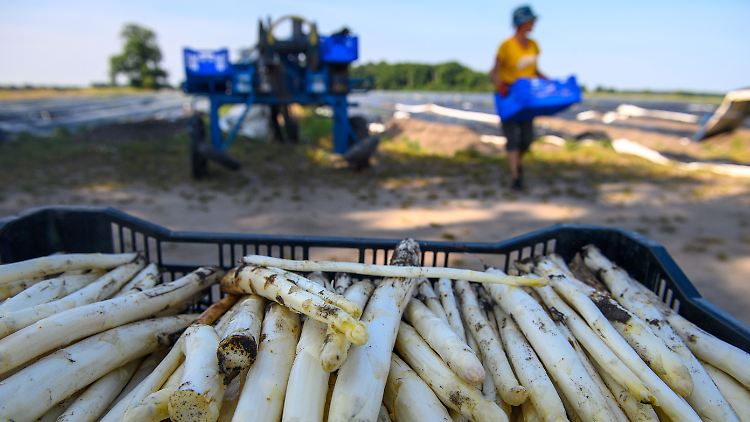 Finale der Spargelsaison - Preise etwas h&ouml;her