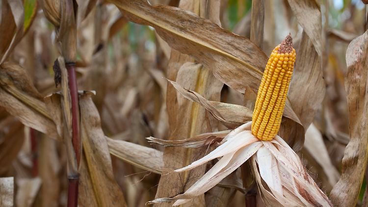 Klimawandel wird Ernteerträge deutlich senken - aber nicht überall