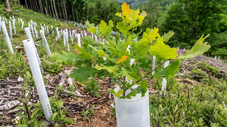 F&uuml;r CO2-Ausgleich m&uuml;sste man die halbe Erde bepflanzen