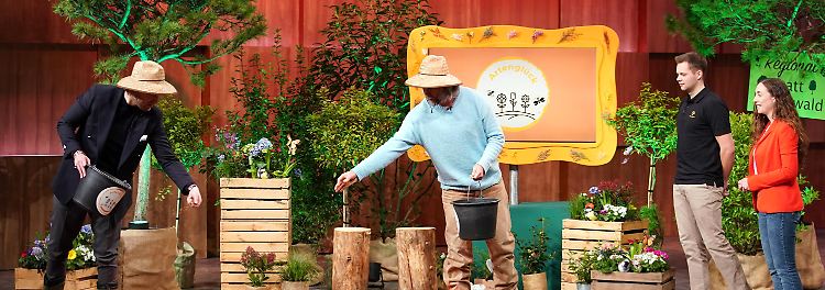 "Zwei Löwen sind nicht immer besser!"