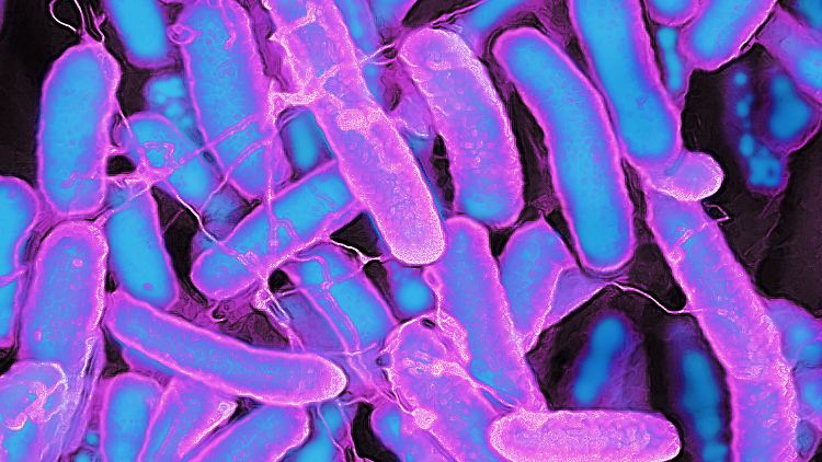 Darmbakterien stellen aus Kunststoff Schmerzmittel her