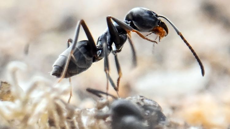 Tapinoma-Ameise breitet sich aus - nun auch in Sachsen
