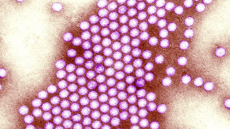 Kehrt eine längst ausgerottete Krankheit zurück?