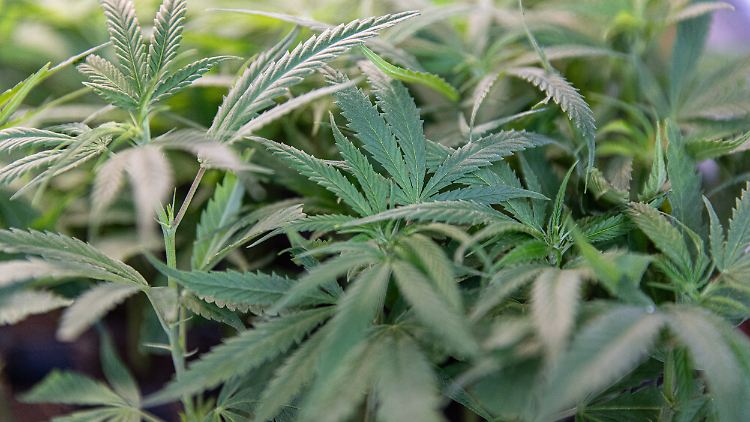 Warken plant strengere Regeln für Abgabe von Medizin-Cannabis