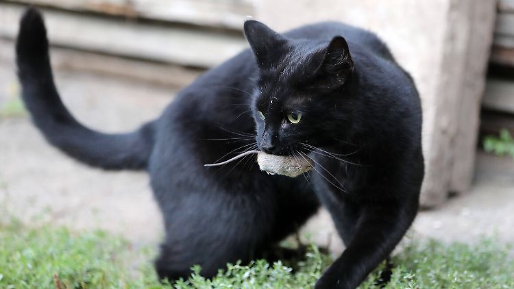 Katze hilft Forscher bei Entdeckung eines neuen Virus