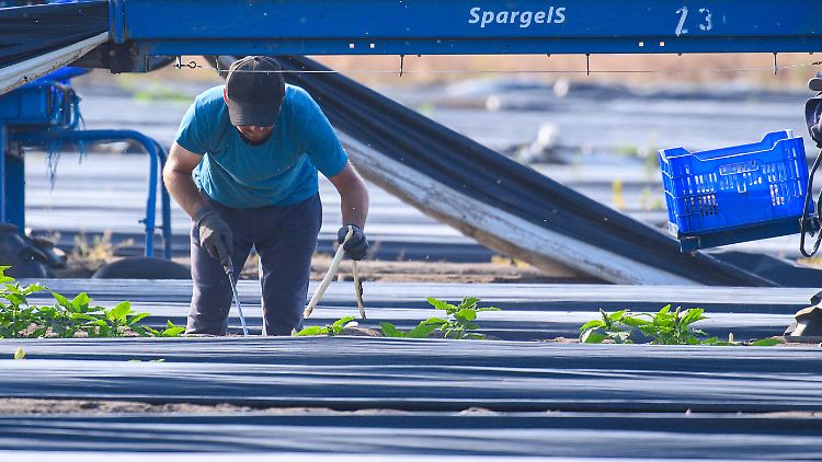 Mindestlohn-Ausnahme für Saisonkräfte wäre rechtswidrig