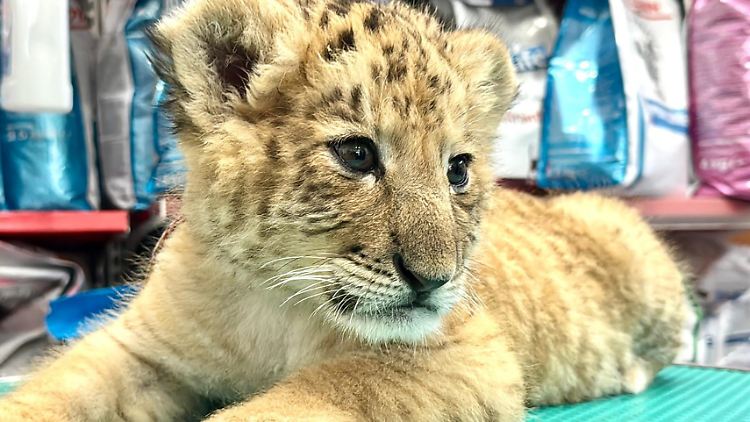 Hybrid-Tier Liger in Privatzoo geboren