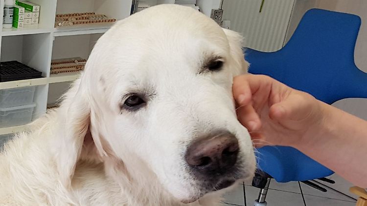 Hunde können riechen, ob jemand Parkinson hat