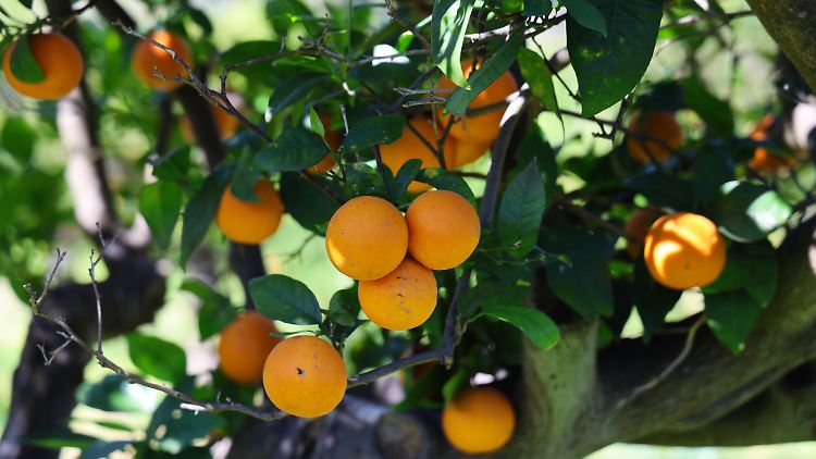 US-Orangensaftverkäufer fürchtet satte Preiserhöhungen