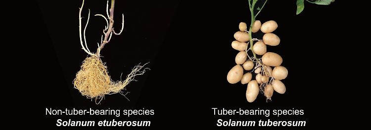 Forscher finden Ursprung der Kartoffel