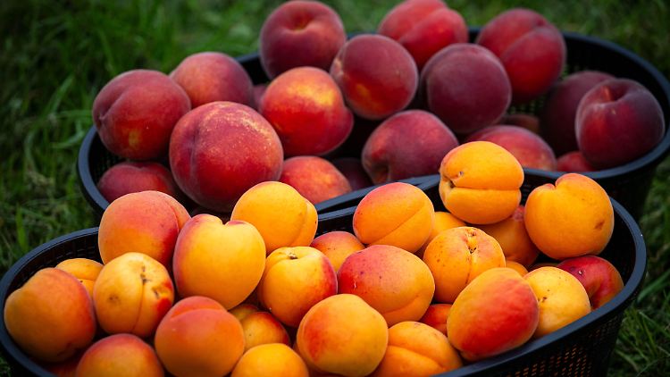 Immer mehr deutsche Bauern setzen auf exotische Früchte