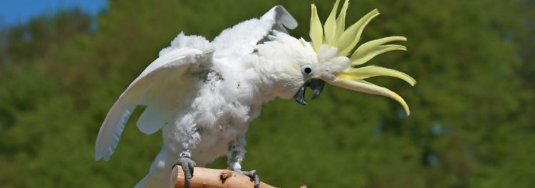 Kakadus haben Dutzende Dance-Moves drauf