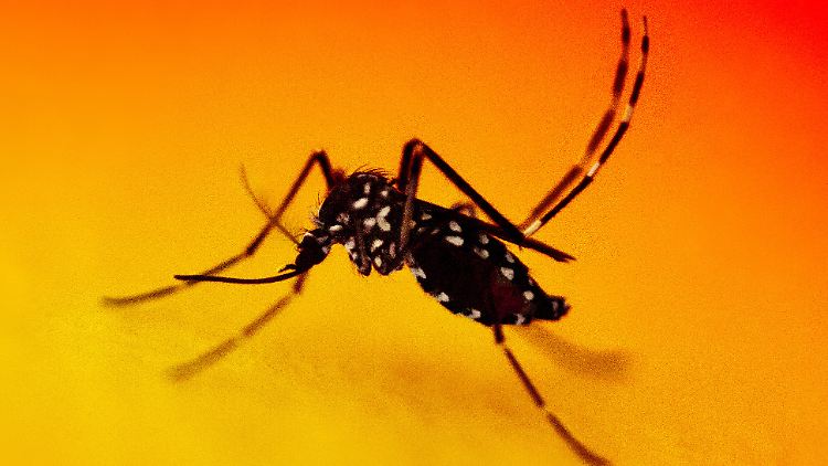 Ausbruch des Chikungunya-Virus in China weitet sich aus