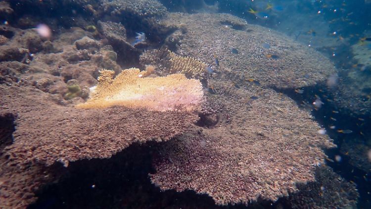 Great Barrier Reef verliert so viele Korallen wie seit 39 Jahren nicht