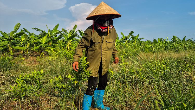 Trump plant Golfresort in Vietnam - Existenz von Bauern gefährdet