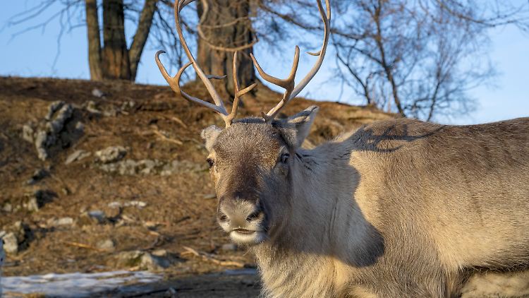 Klimawandel bedroht Rentierbestand massiv