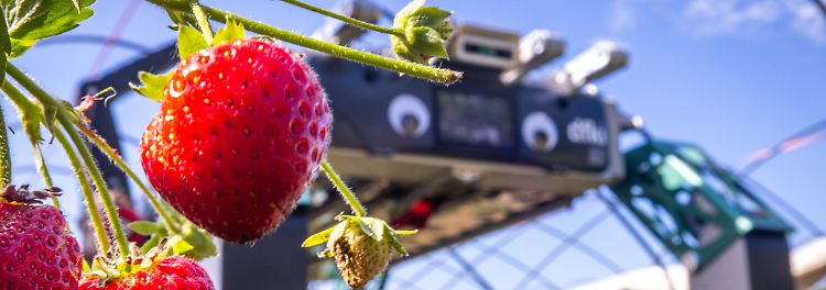 Roboter erkennt, erntet und lagert Erdbeeren