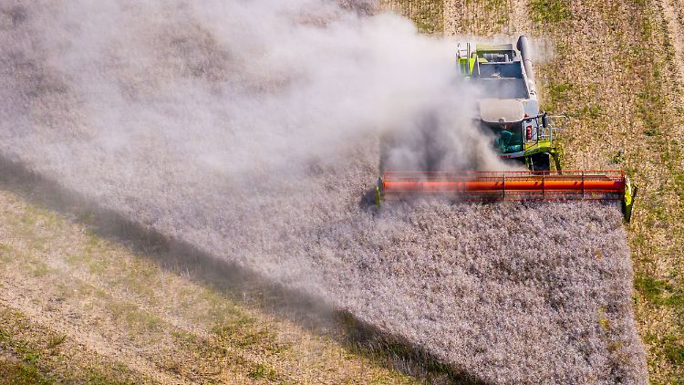 Getreideernte: Quantität top, Qualität flop