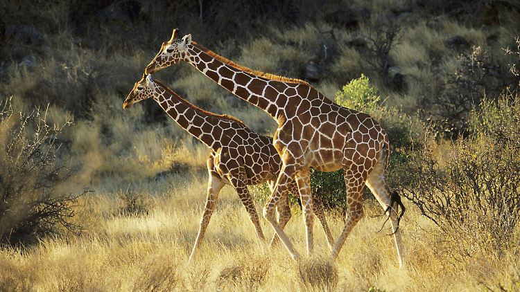 Verband erkennt erstmals mehrere Giraffen-Arten an