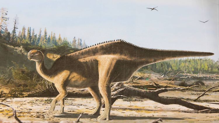 Neue Dinosaurier-Art mit Rückensegel entdeckt