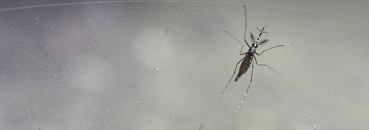 Tigermücke breitet sich rasant nach Nordeuropa aus
