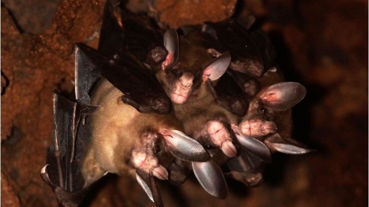 Fledermäuse umarmen sich zur Begrüßung