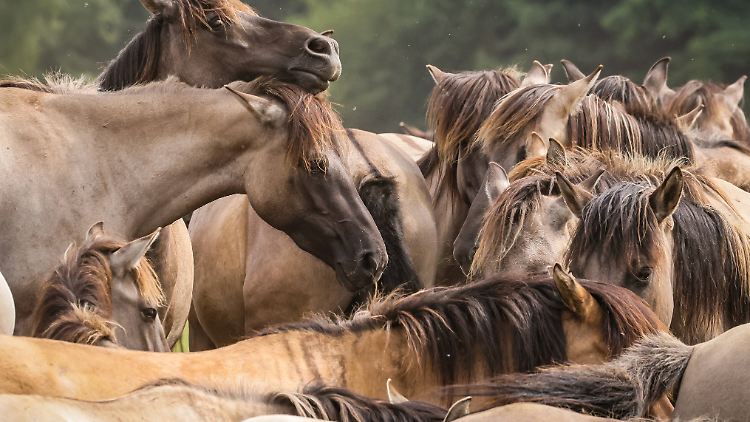 Wie Pferde gezähmt wurden - und die Welt veränderten