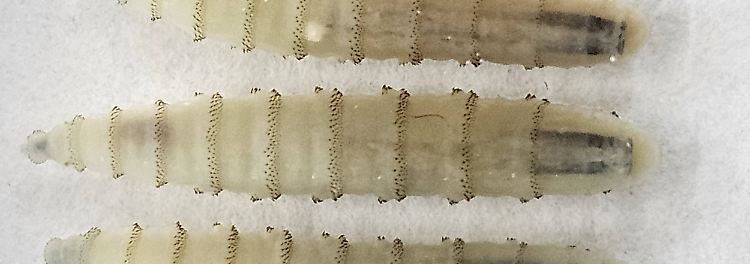 Fleischfressender Schraubenwurm befällt Mensch in den USA