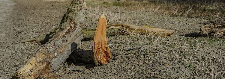 Wie sich B&ouml;den durch die Erderw&auml;rmung ver&auml;ndern