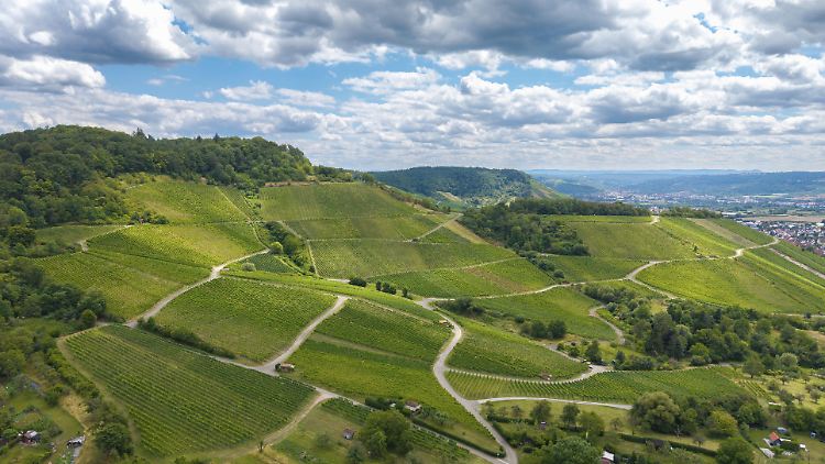 Deutsche Winzer appellieren, mehr einheimischen Wein zu trinken