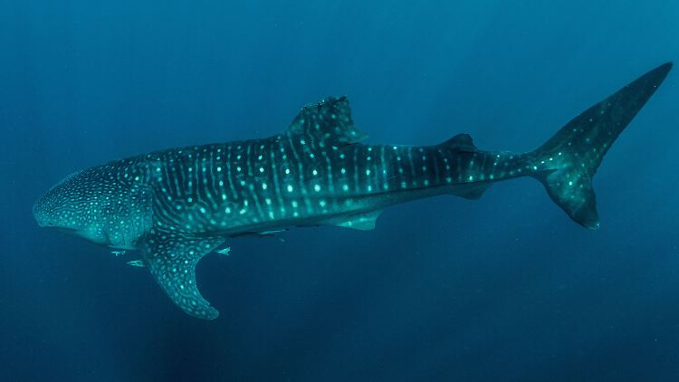 Studie: Viele Walhaie weisen Verletzungen auf