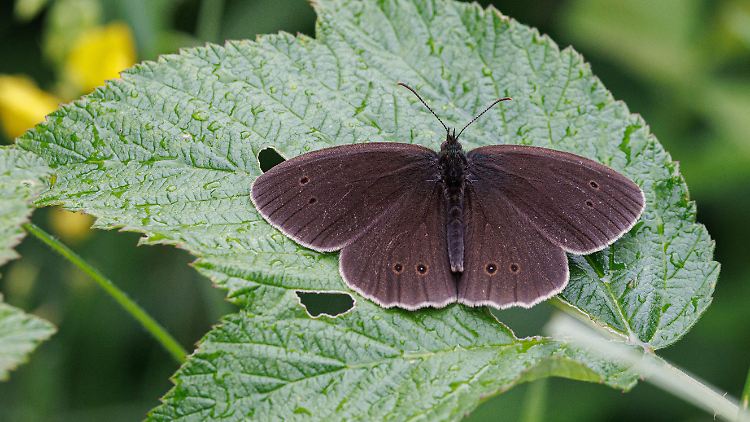 Schmetterlinge in Deutschland kämpfen ums Überleben