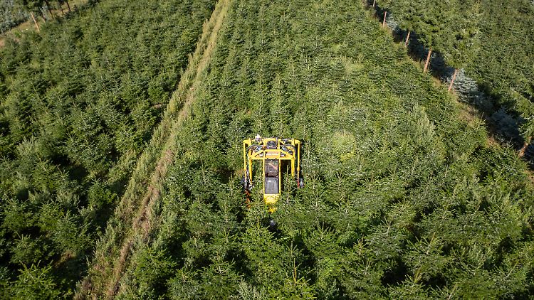 Verband hebt Preis für Weihnachtsbäume an