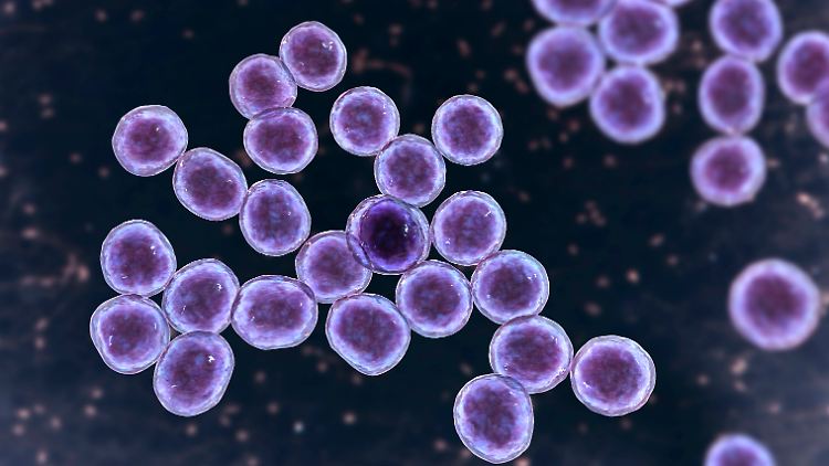 Erreger haftet st&auml;rker als Sekundenkleber an menschlicher Haut