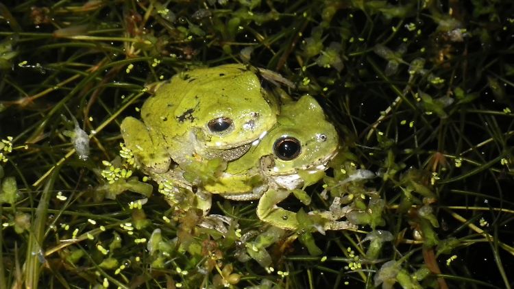 Zu viele Optionen erschweren die Partnerwahl