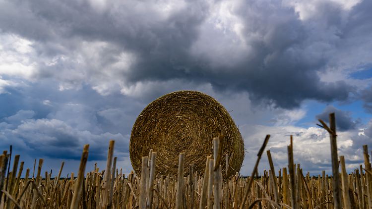 Bauern ernten mehr - und verdienen wohl weniger