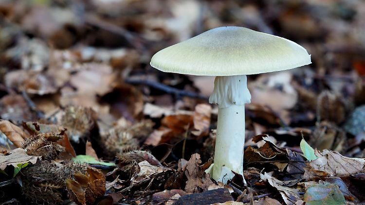 Das ist der tödlichste Pilz der Welt - und so erkennt man ihn