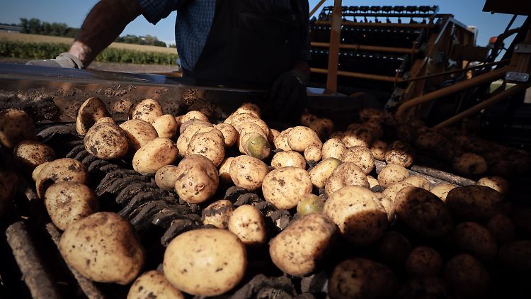 Ministerium erwartet gr&ouml;&szlig;te Kartoffelernte seit 25 Jahren