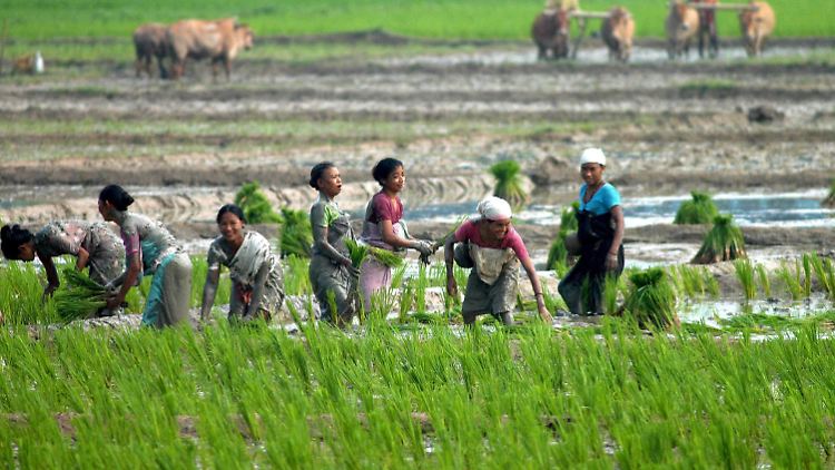 Reis-Streit h&auml;lt Abkommen zwischen EU und Indien auf