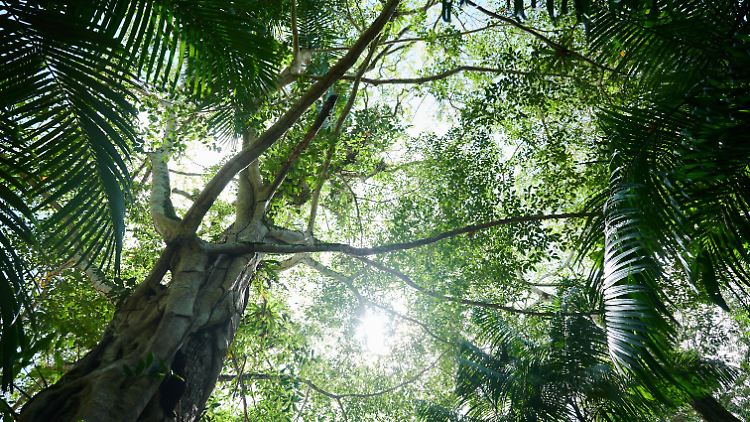 B&auml;ume in Amazonasregion werden immer gr&ouml;&szlig;er - durch CO2