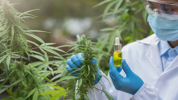 Trump löst Cannabis-Euphorie an der Börse aus