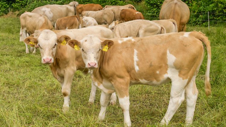 Immer weniger Rinder - das treibt Fleischpreis auf Rekordhöhe
