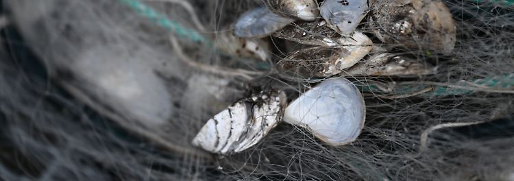 Wie die Quagga-Muschel dem Bodensee zu schaffen macht