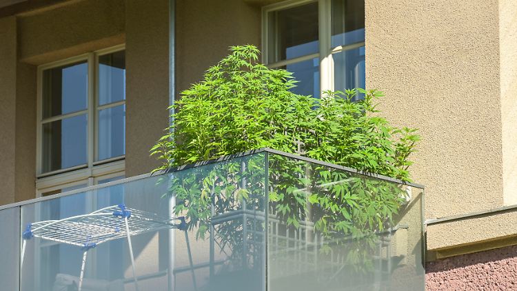 Union dringt auf schärferes Cannabis-Gesetz