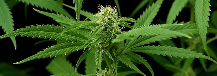 Cannabis hilft gegen Rückenschmerzen - ein bisschen