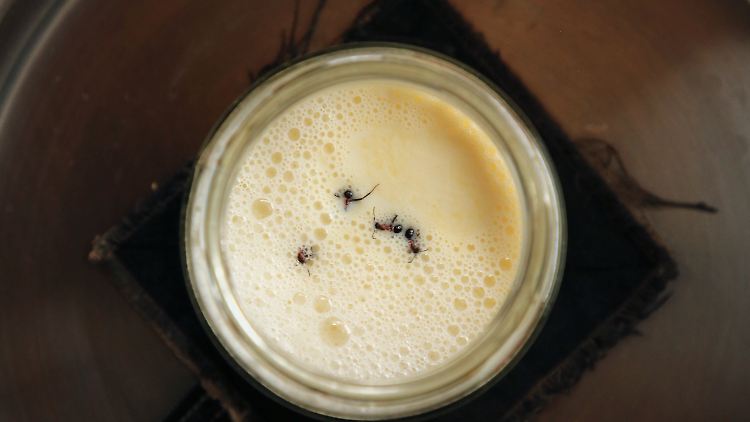 Wie aus Waldameisen und Milch Joghurt entsteht