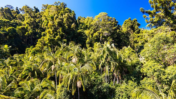 Australiens Regenwälder stoßen mehr CO2 aus, als sie speichern
