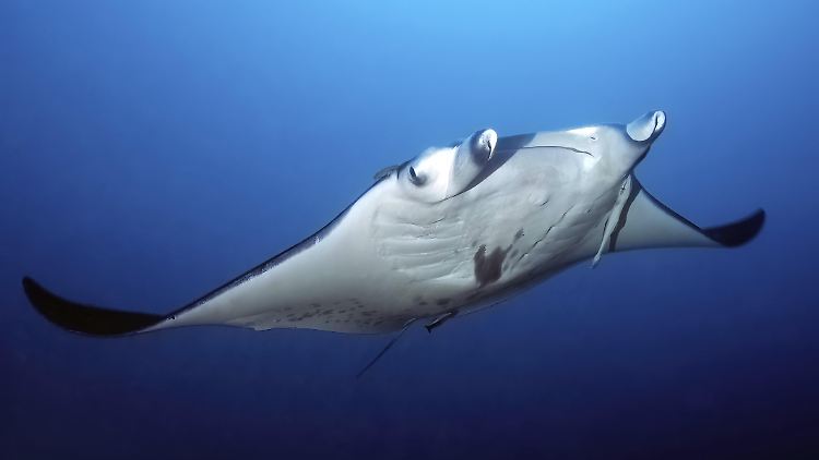 Mantarochen tauchen mehr als einen Kilometer tief - aber warum?