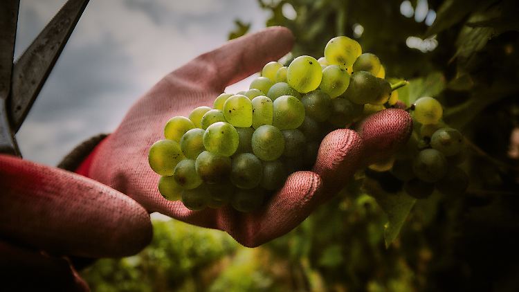 Deutsche Weinbauern erwarten deutliches Ernteplus